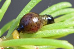 Paropsisterna intertincta