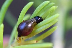 Paropsisterna intertincta