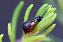 Paropsisterna intertincta