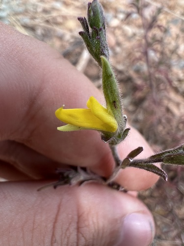 Nodding Bird's-beak (Cordylanthus laxiflorus)