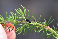 Paropsisterna intertincta