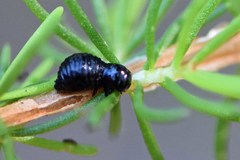 Paropsisterna intertincta