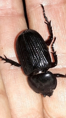 Phileurini