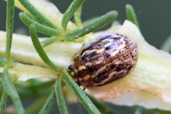 Paropsisterna intertincta