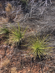 Yucca intermedia