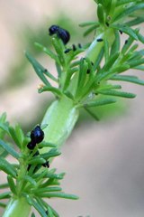 Paropsisterna intertincta