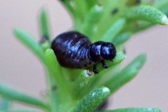 Paropsisterna intertincta