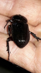 Phileurini