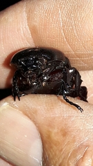 Phileurini