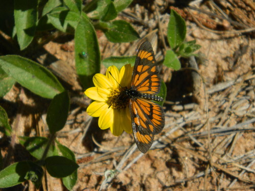 Actinote surima