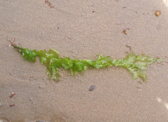 Ulvaceae