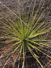 Yucca intermedia