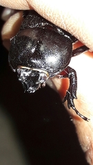 Phileurini