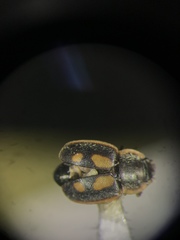 Epuraea flavomaculata