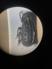 Trox variolatus