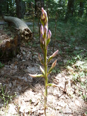 Limodorum trabutianum