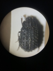 Trox variolatus