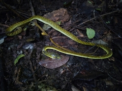 Western Green Mamba photo 4