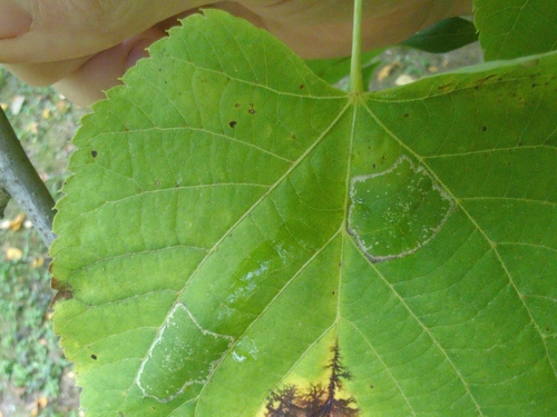 Basswood Miner Moth photo 3
