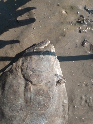Paralichthys orbignyanus