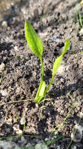 Sagittaria filiformis, photograph 6
