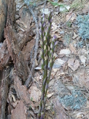 Limodorum trabutianum