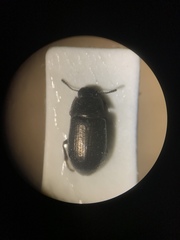 Blapstinus metallicus