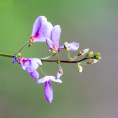 Desmodium glabellum, photograph (c) Dan Vickers, some rights reserved (CC BY)