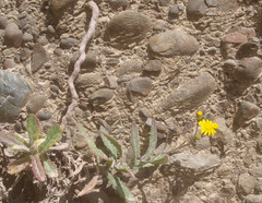 Senecio banksii