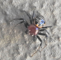 Camaricus nigrotesselatus