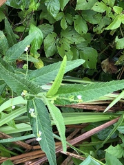 Caperonia castaneifolia