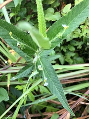 Caperonia castaneifolia