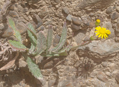Senecio banksii