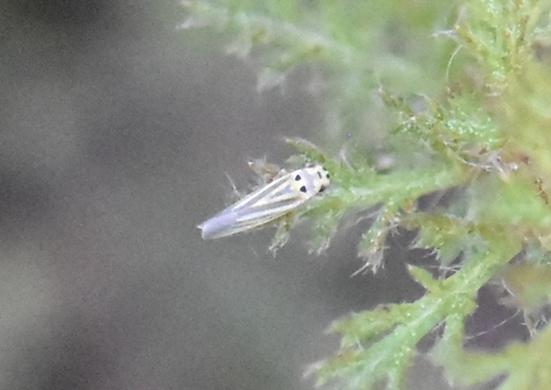 Eupteryx tenella, Groesbeek, Nederland, photo 10 of 10