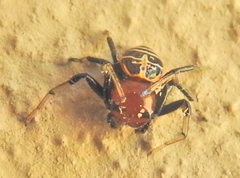 Camaricus nigrotesselatus