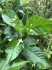 Blepharidium guatemalense