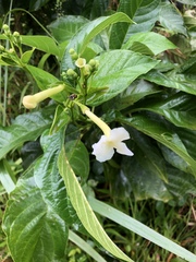 Blepharidium guatemalense