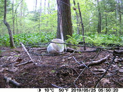 Dumetella carolinensis