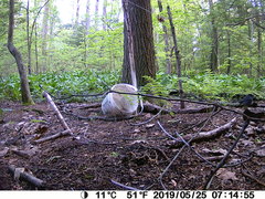 Dumetella carolinensis