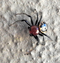 Camaricus nigrotesselatus