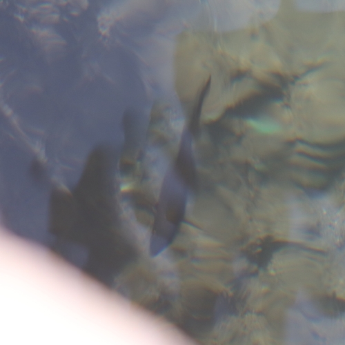 Chromis chromis