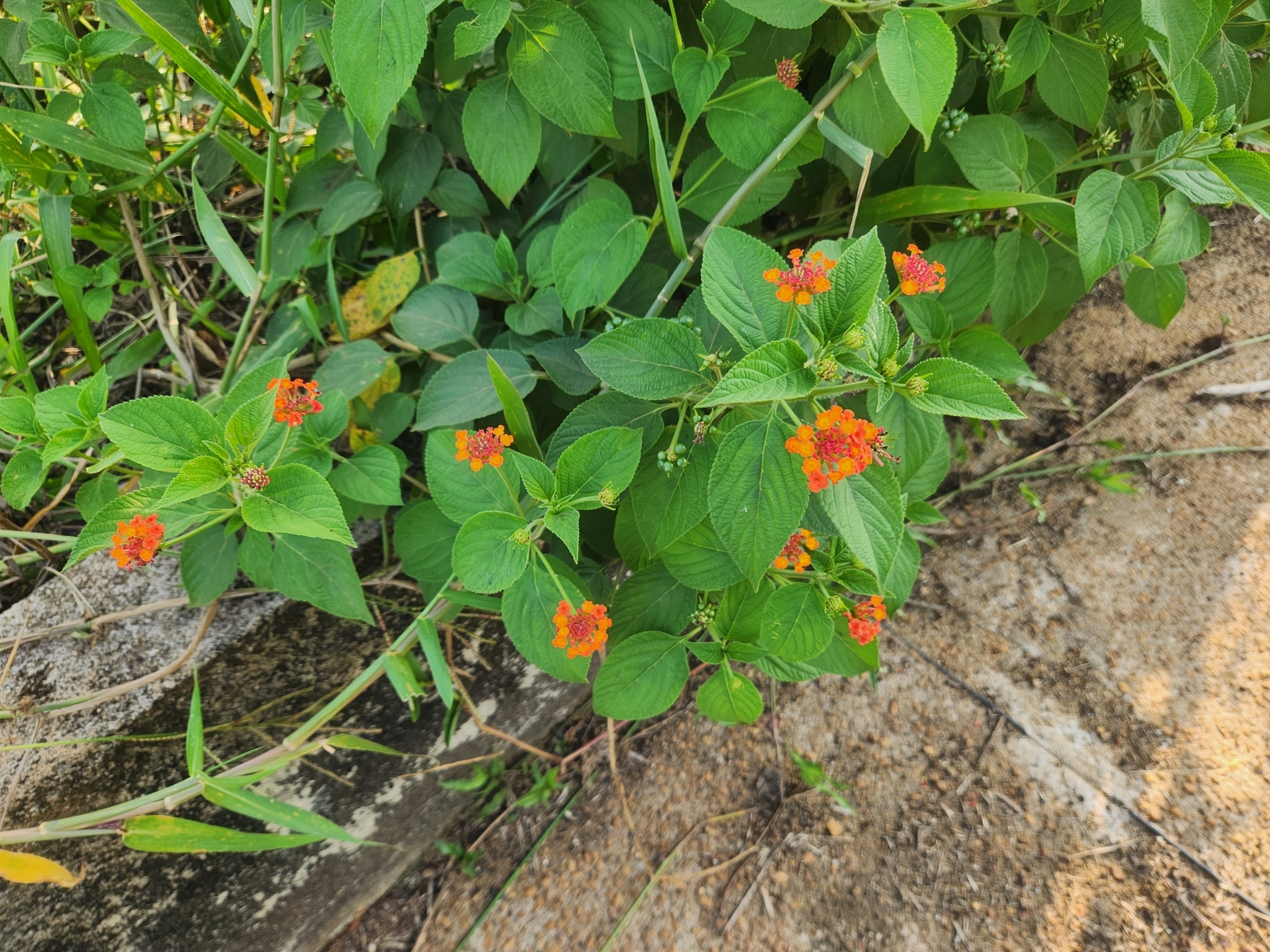 Lantana horrida