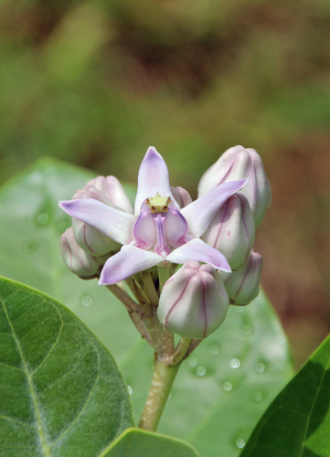 Calotropis gigantea image