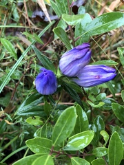 Gentiana catesbaei