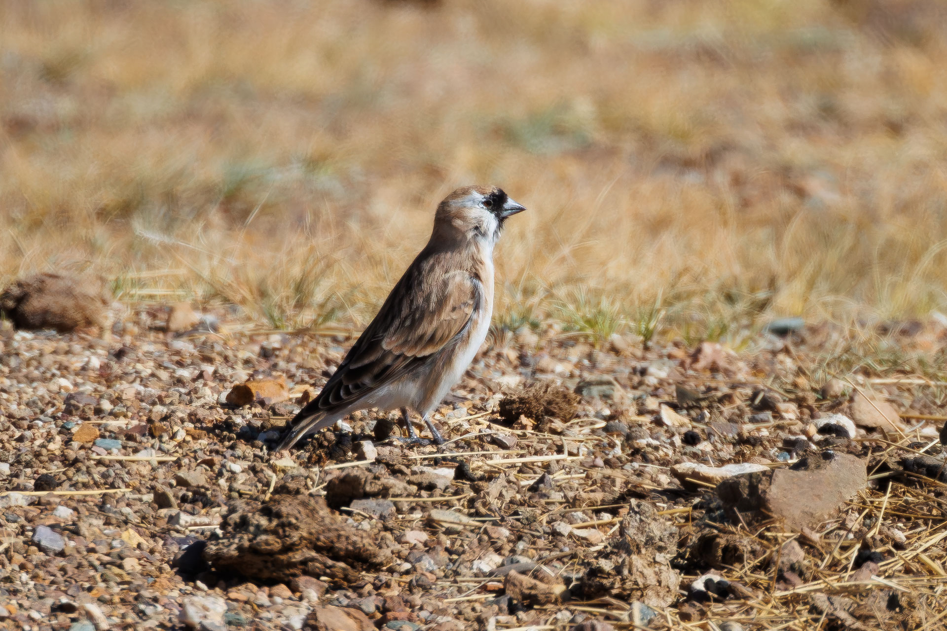 Pere David's Snowfinch