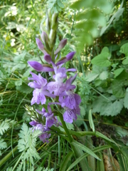 Dactylorhiza saccifera