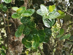 Monimia rotundifolia