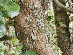 Monimia rotundifolia