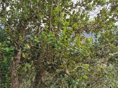 Monimia rotundifolia