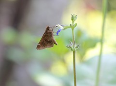 Cymaenes odilia